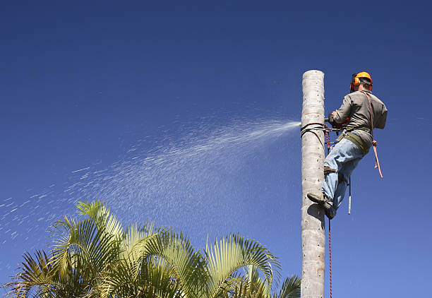 Best Leaf Removal  in Boulder City, NV