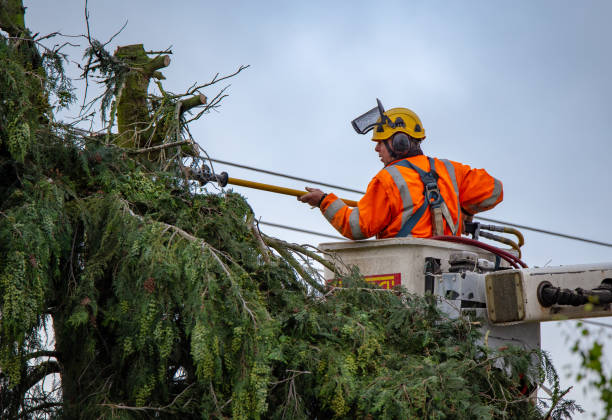 Best Utility Line Clearance  in Boulder City, NV